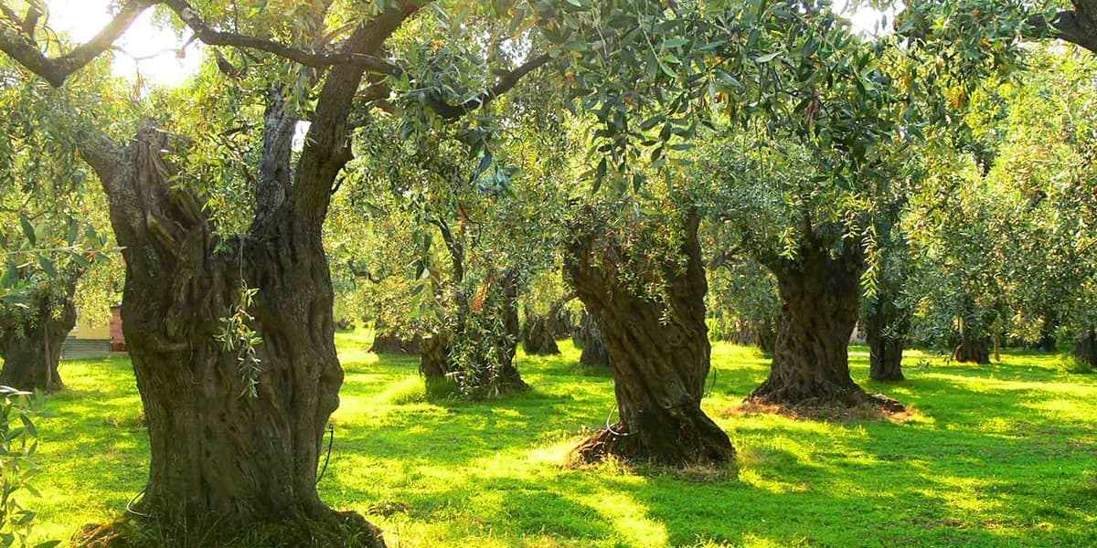 Olive Diseases and Pests