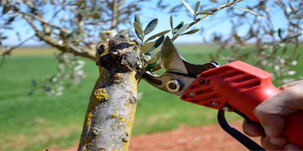 Olive Pruning